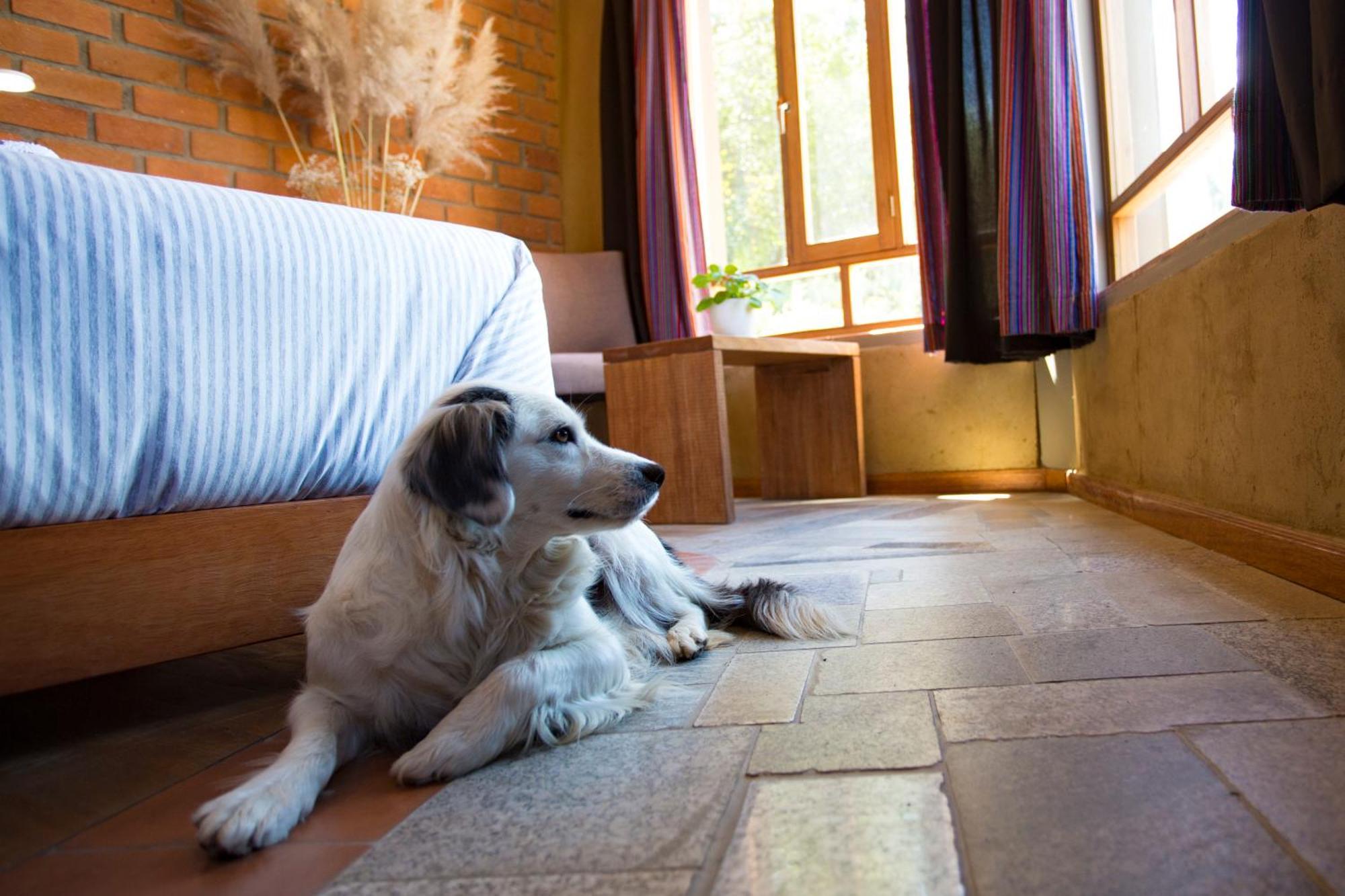 Fleur Lodge Carhuaz Extérieur photo